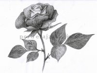 rózsa rajzolva
